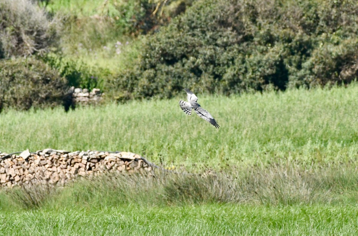 Montagu's Harrier - ML437538361