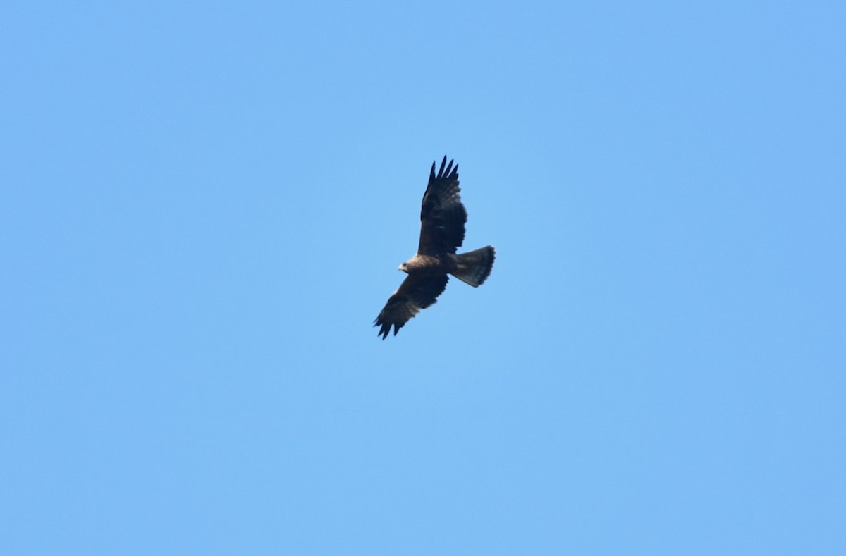 Booted Eagle - ML437538411