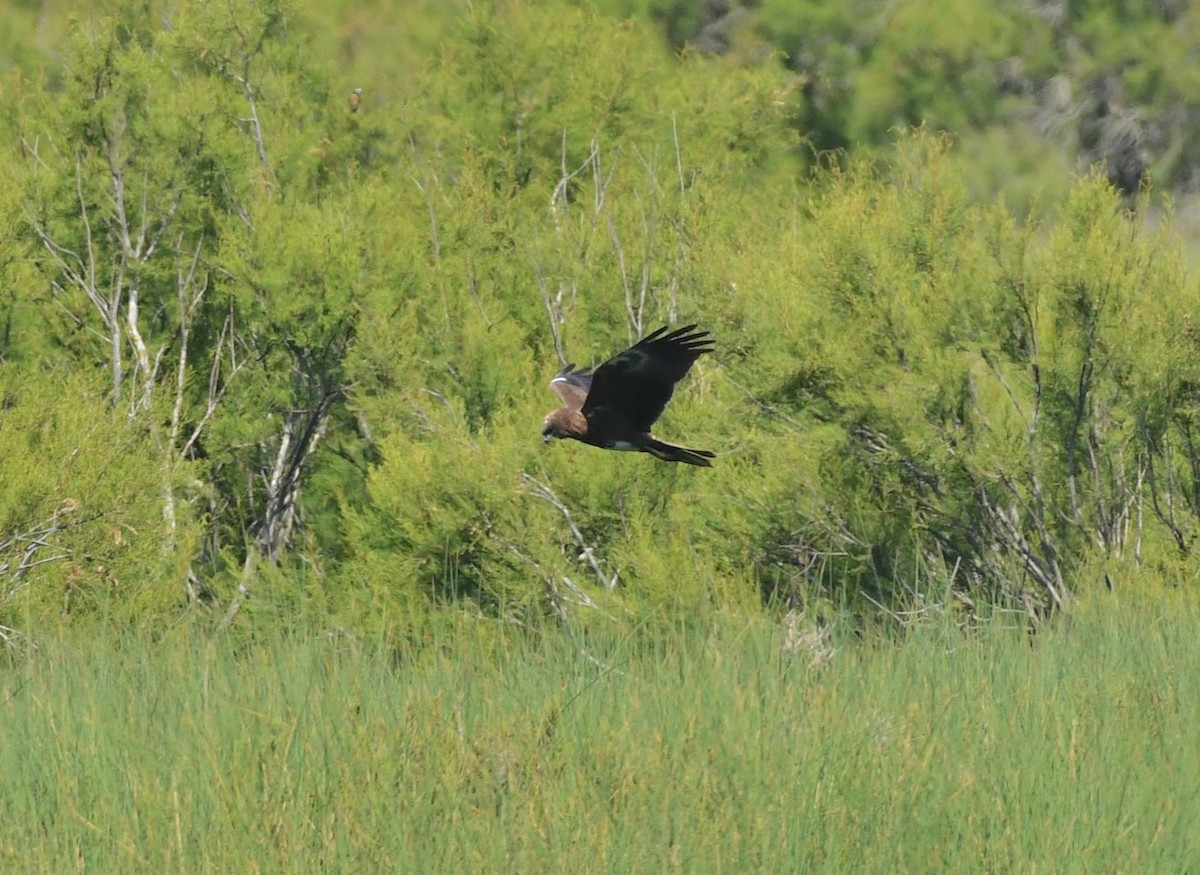 Western Marsh Harrier - ML437538421