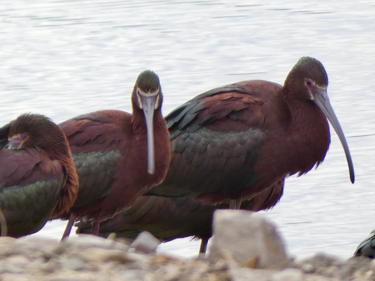 ibis americký - ML437538481