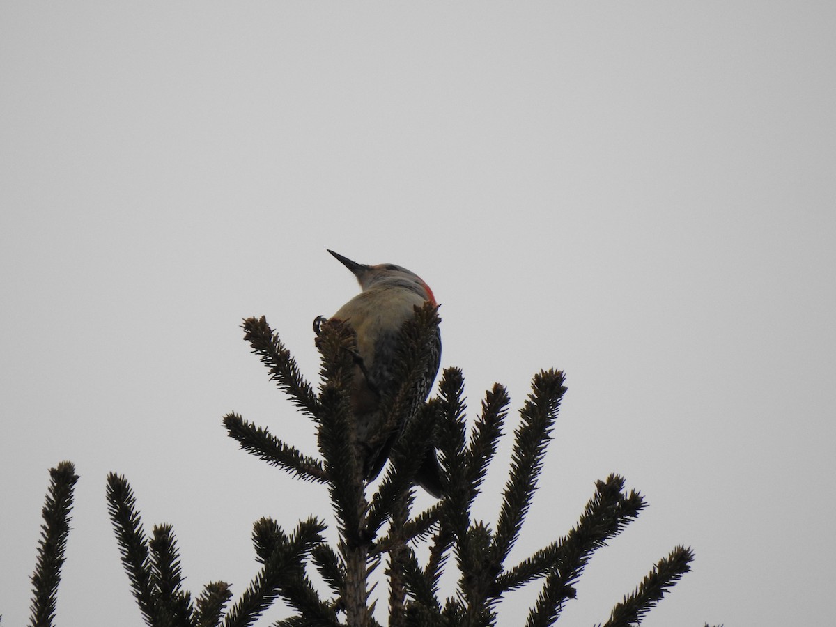 Red-bellied Woodpecker - ML437538611