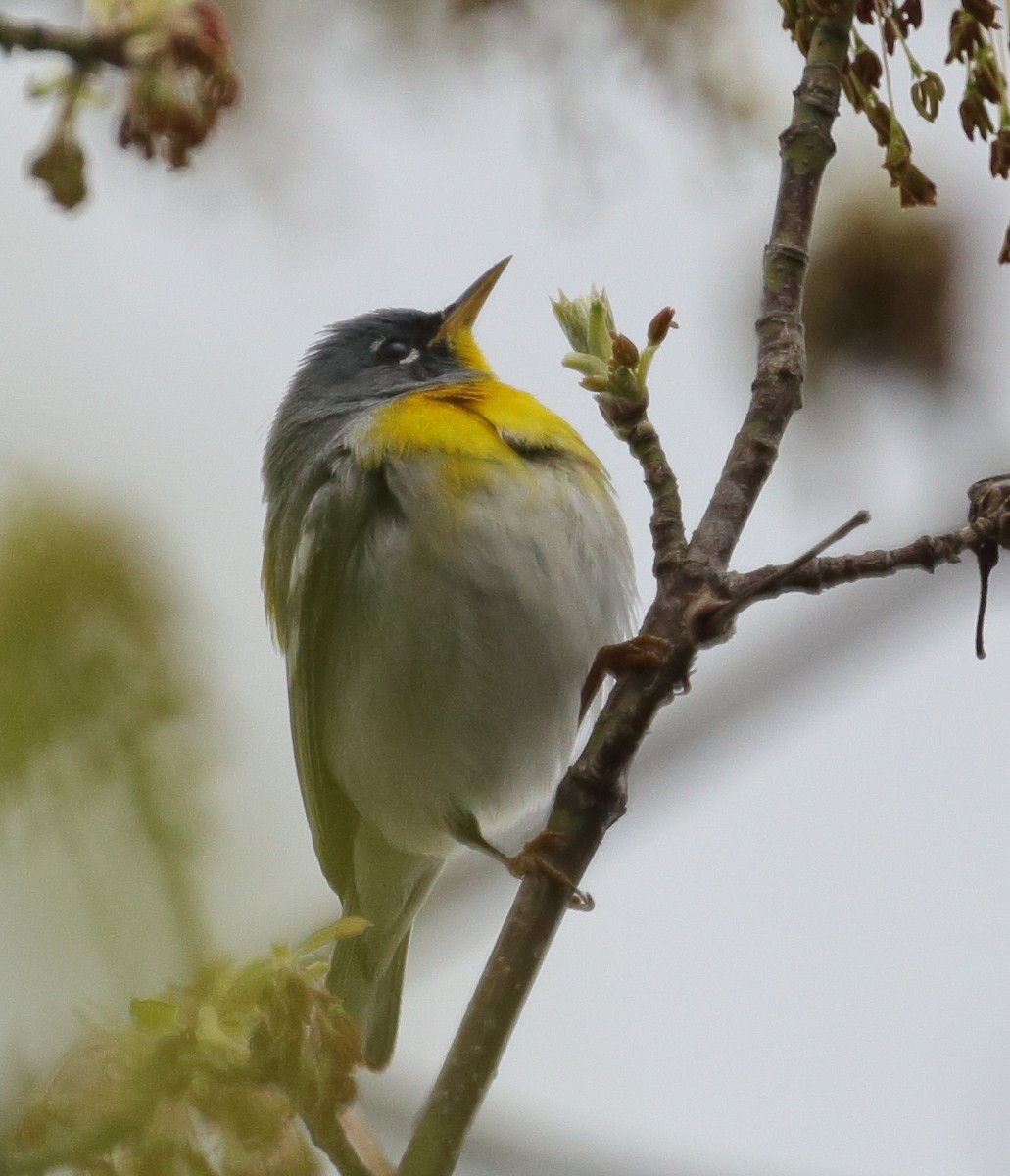 Northern Parula - Roman Lanno