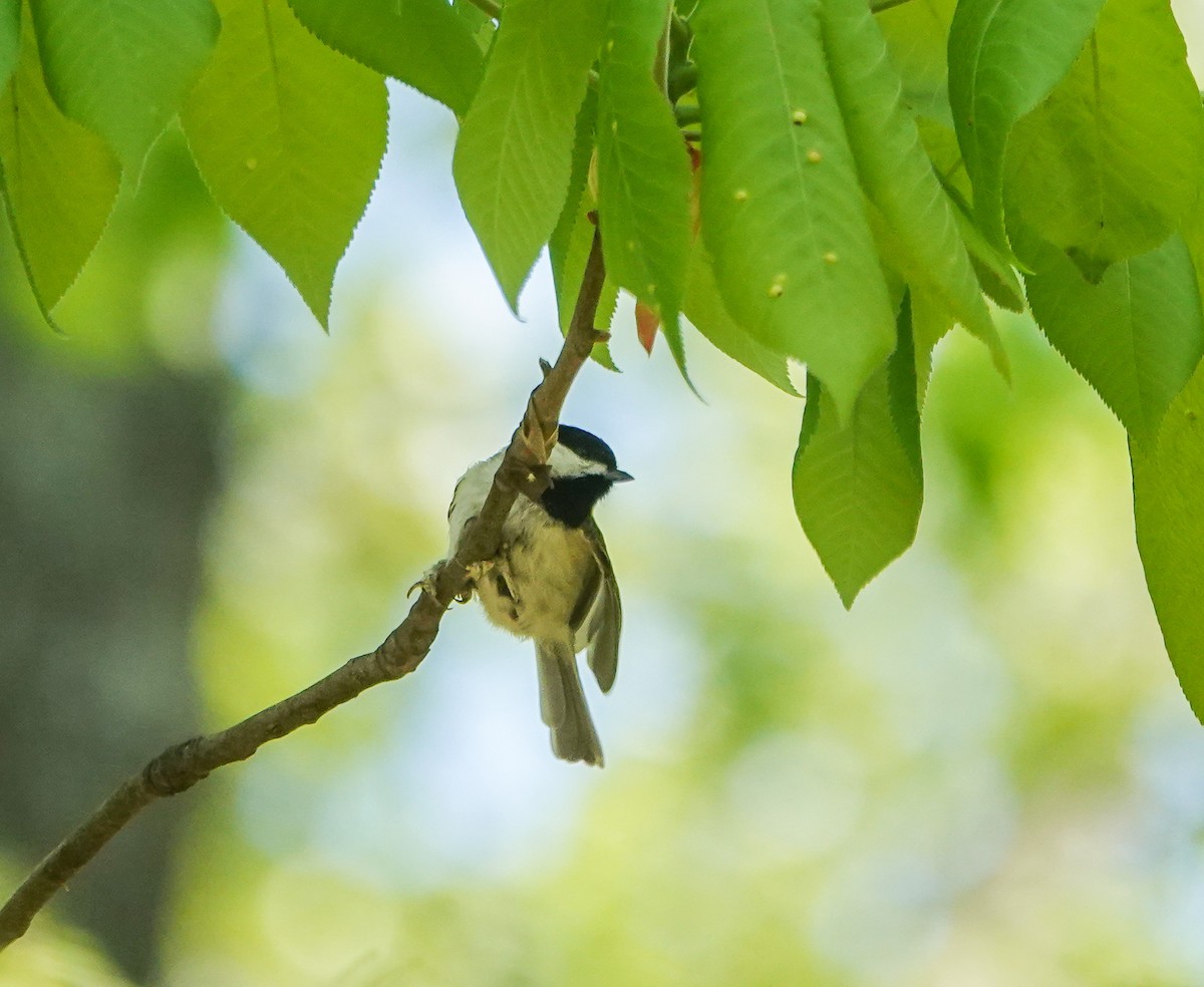 Carolina Chickadee - Dave Hart