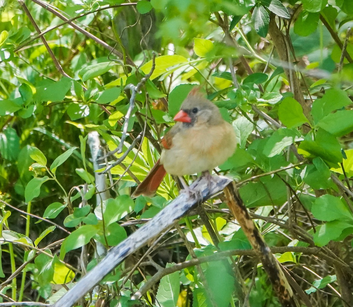 Northern Cardinal - ML437539881