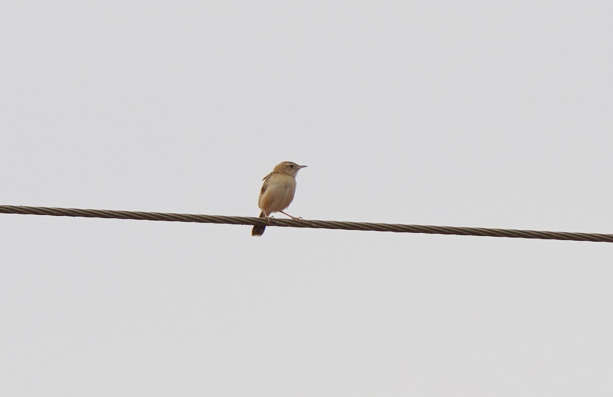 Cisticole des joncs - ML437540021