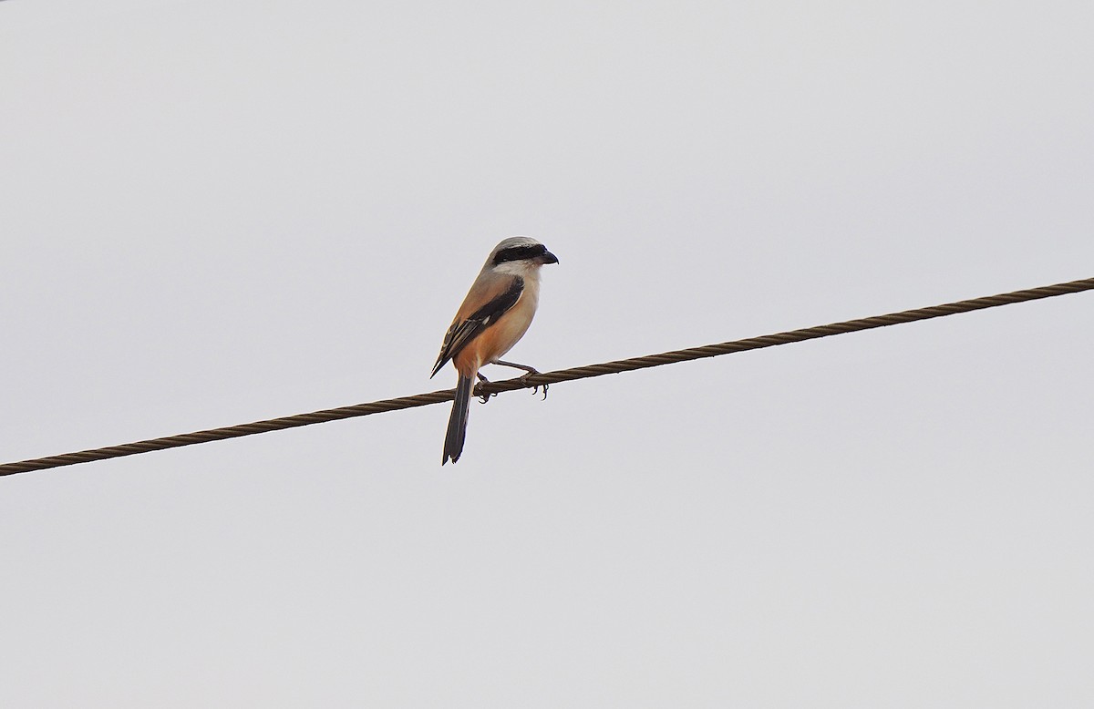 Pie-grièche schach - ML437540091