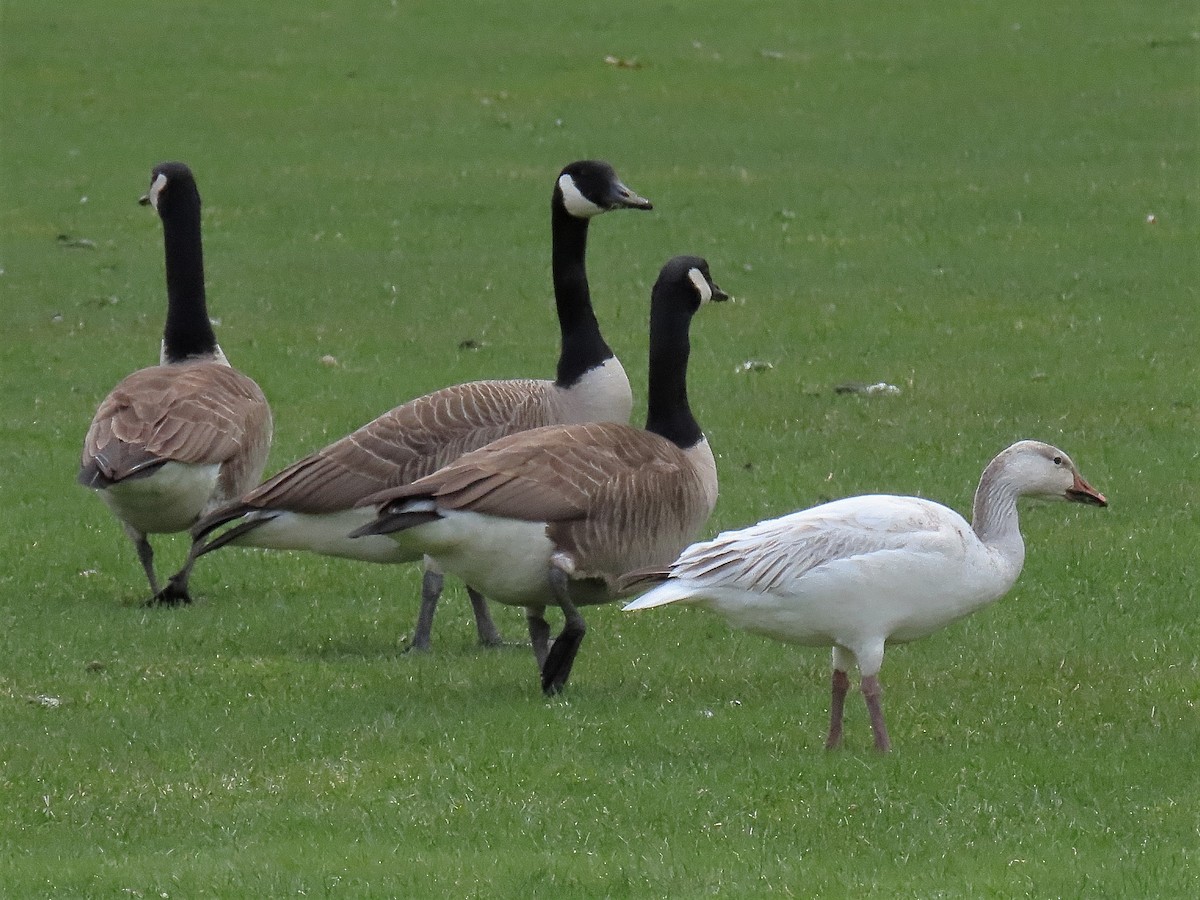 Snow Goose - ML437540201