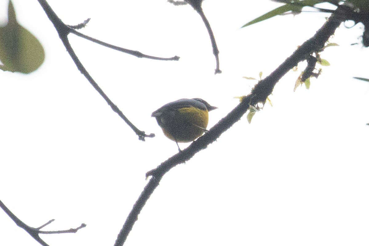 White-vented Euphonia - Ryan Mandelbaum