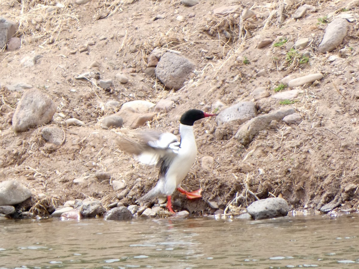 Common Merganser - ML437541031