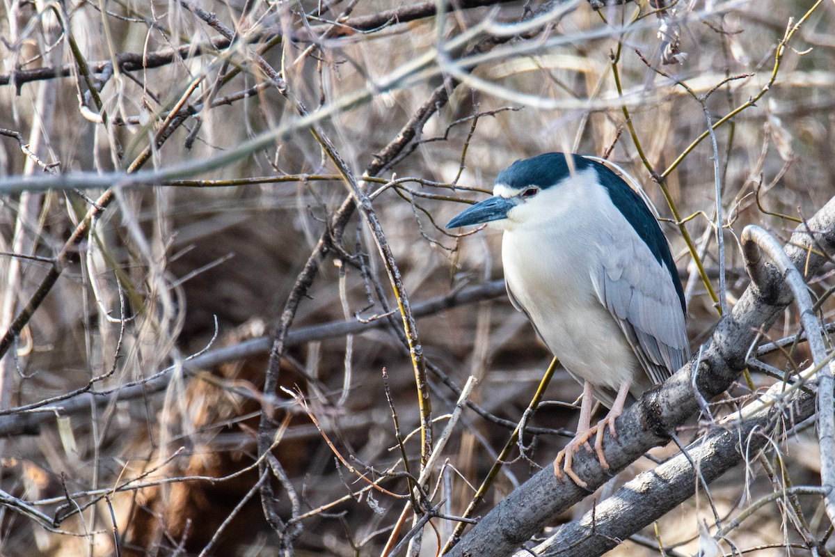 Black-crowned Night Heron - ML437541501