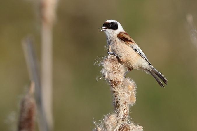 Eurasian Penduline-Tit - ML437542781