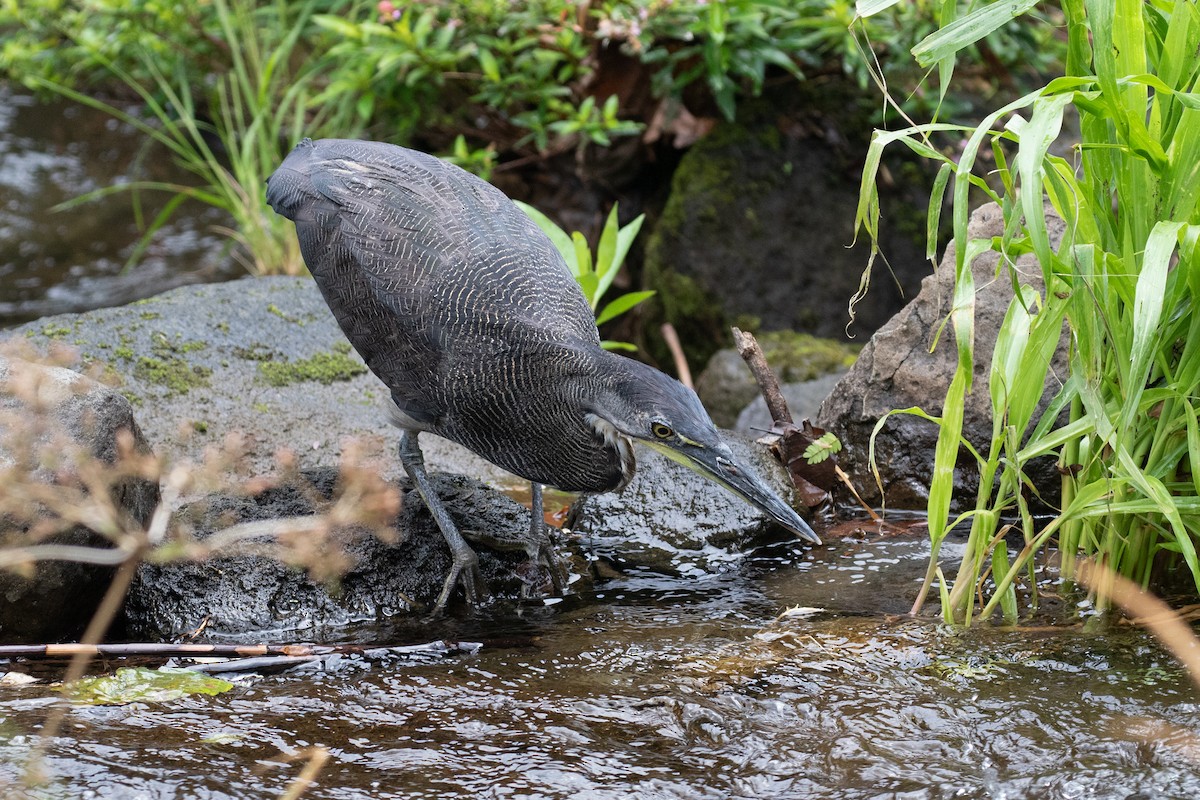 Fasciated Tiger-Heron - ML437544001