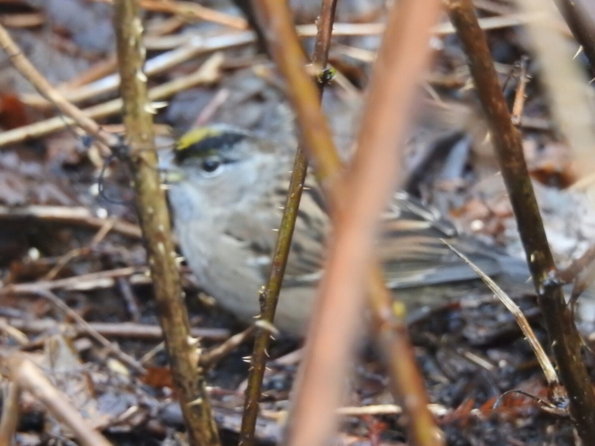 Golden-crowned Sparrow - ML43754431