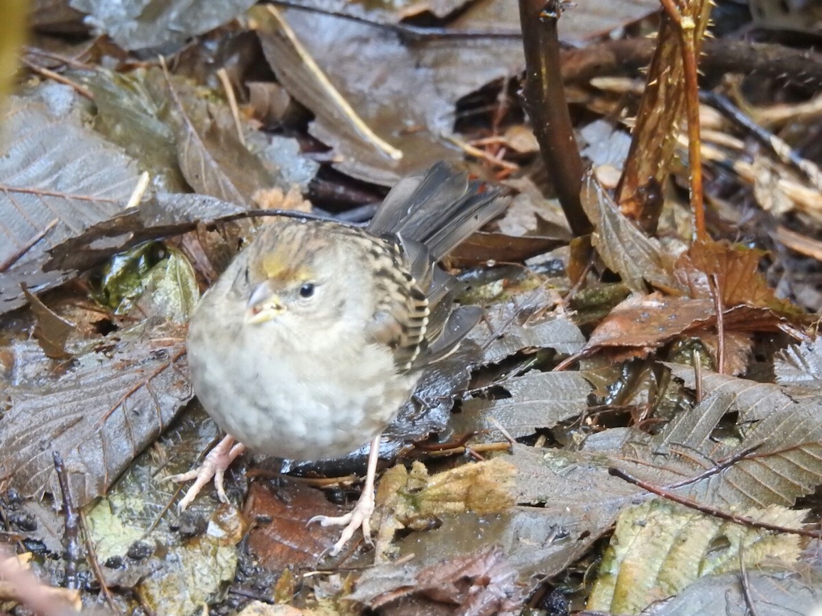 Golden-crowned Sparrow - ML43754481