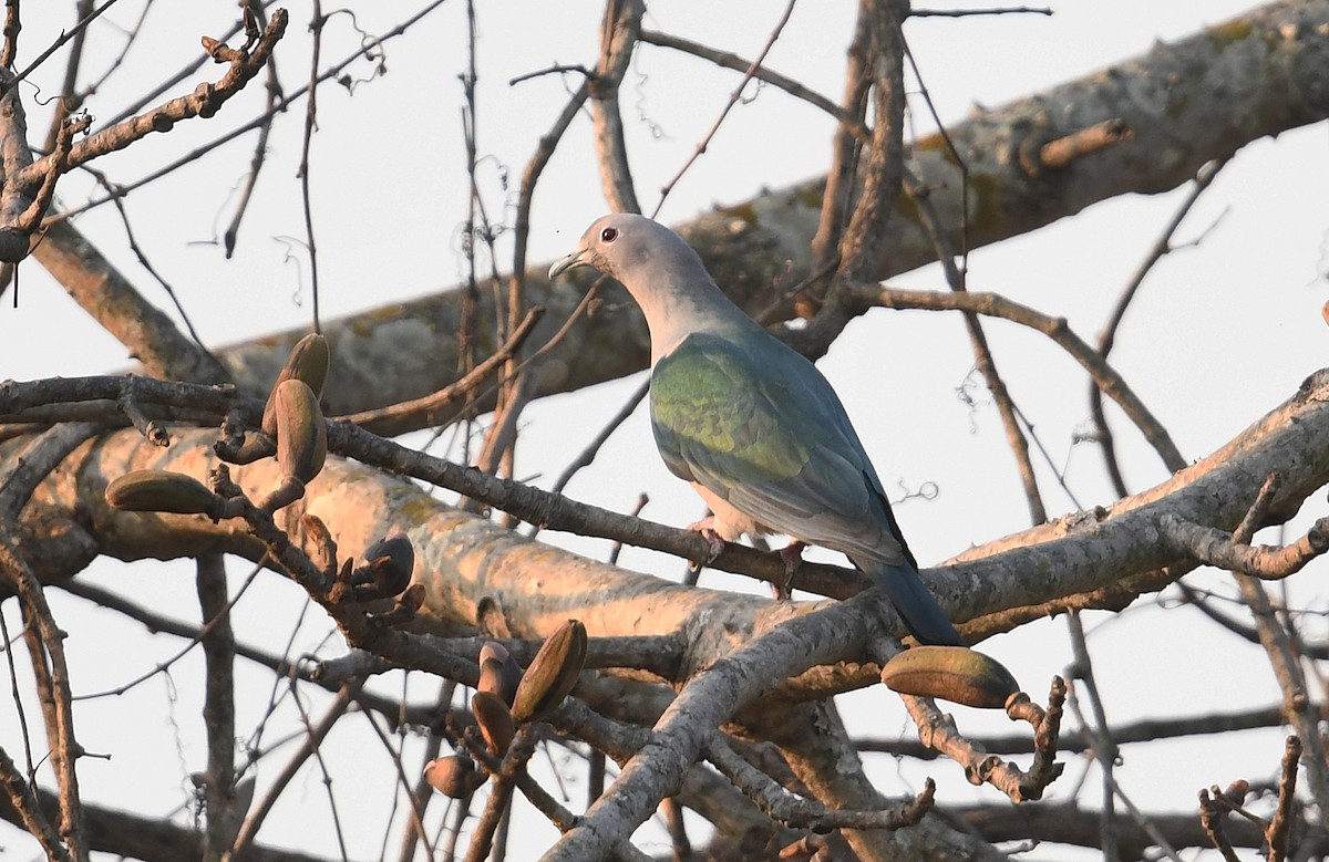 Green Imperial-Pigeon - ML437545441