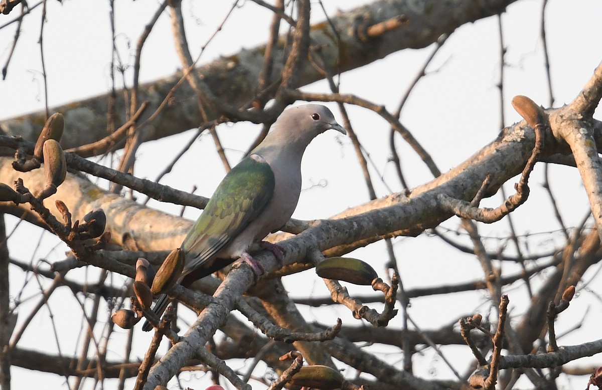 Green Imperial-Pigeon - ML437545471