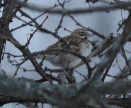 Lark Sparrow - Lance Benner