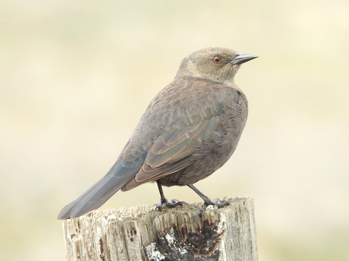 Brewer's Blackbird - ML437546161