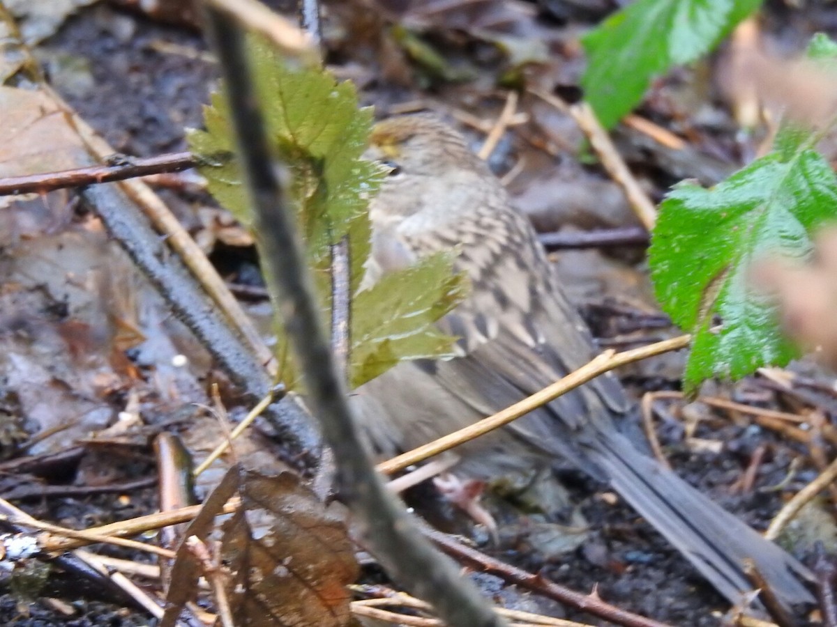 Golden-crowned Sparrow - ML43754621