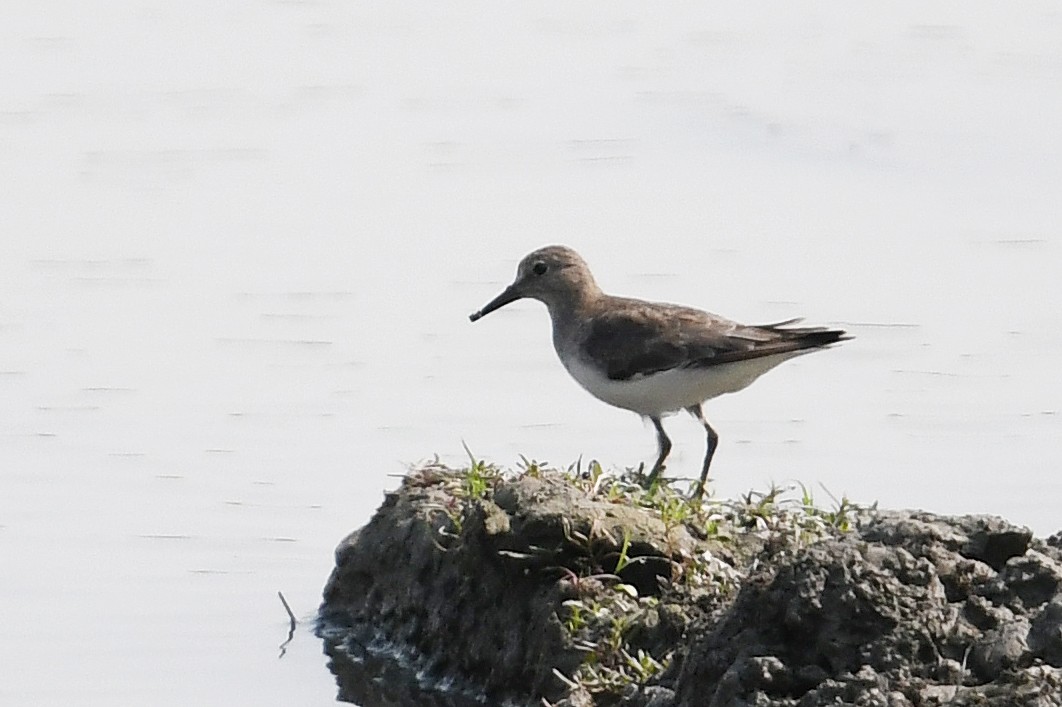 Common Sandpiper - ML437546391