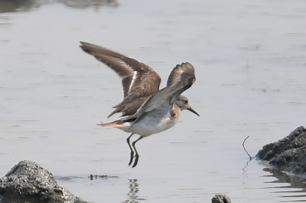 Common Sandpiper - ML437546401