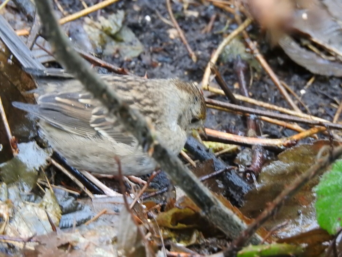 Golden-crowned Sparrow - ML43754761
