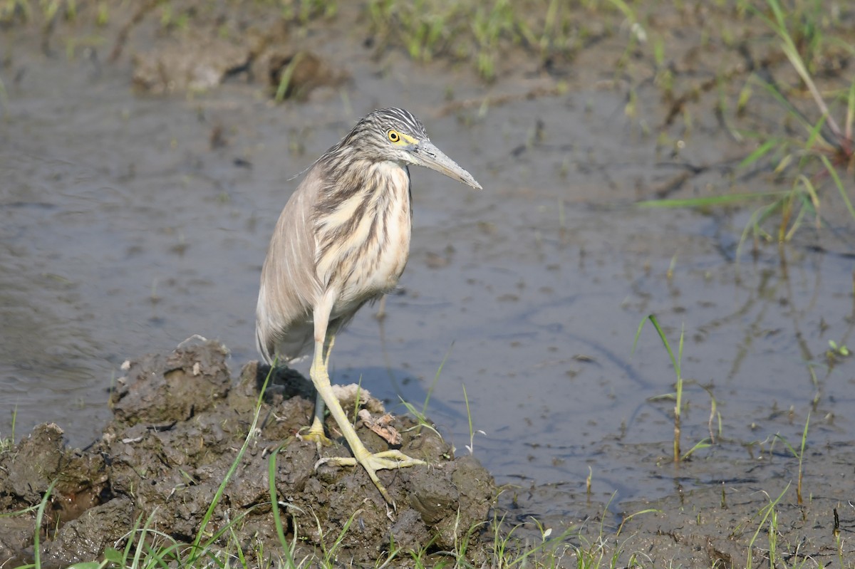 mangrovehegre - ML437547851