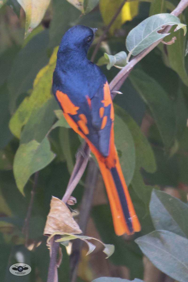 Minivet Escarlata - ML437547911