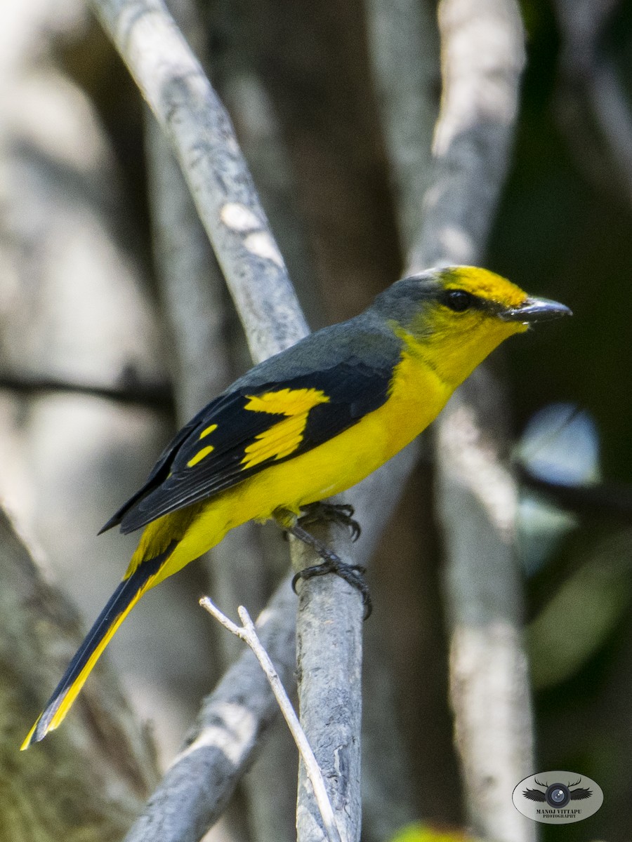 Scarlet Minivet - ML437548191