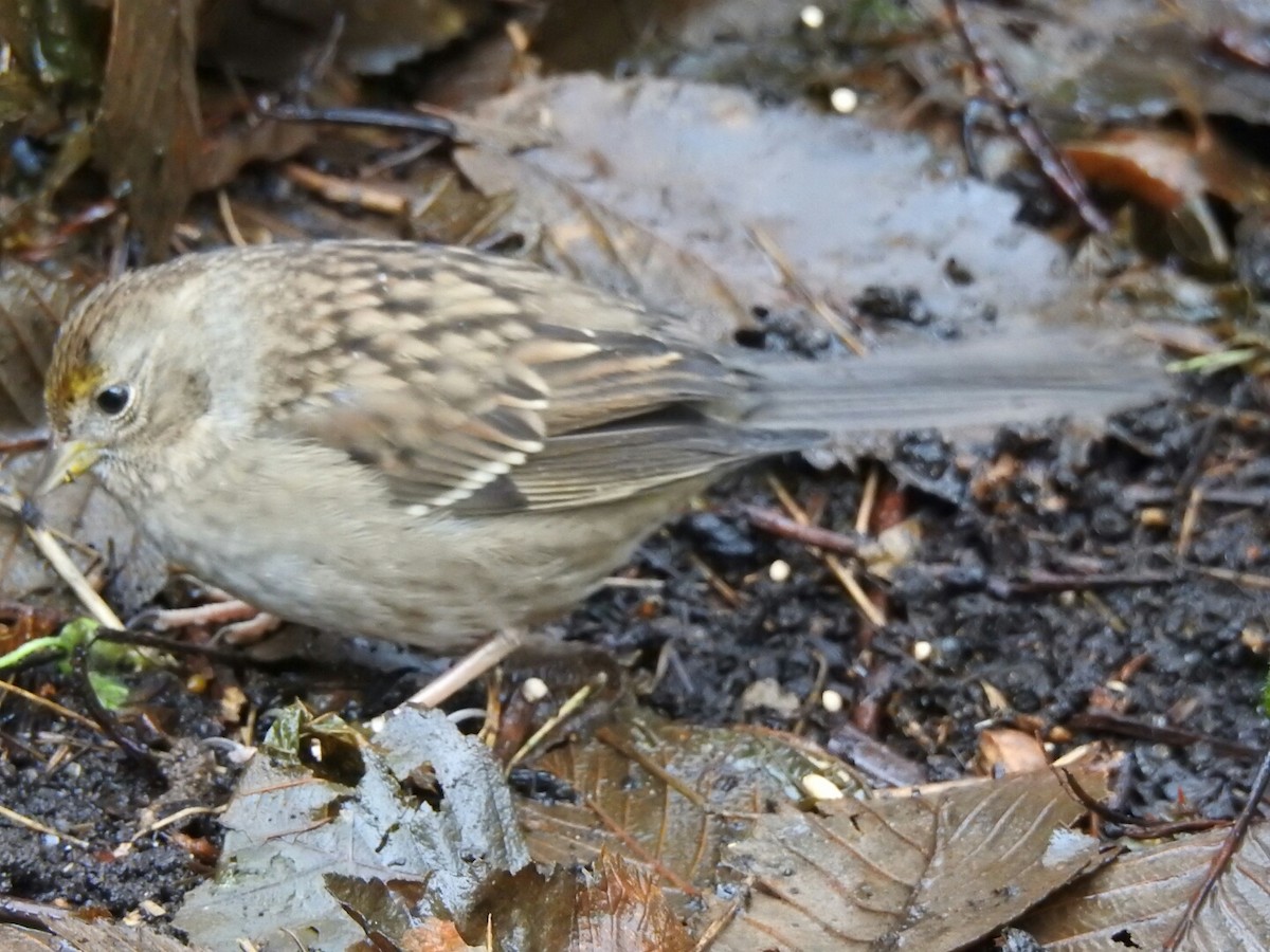 Golden-crowned Sparrow - ML43754871