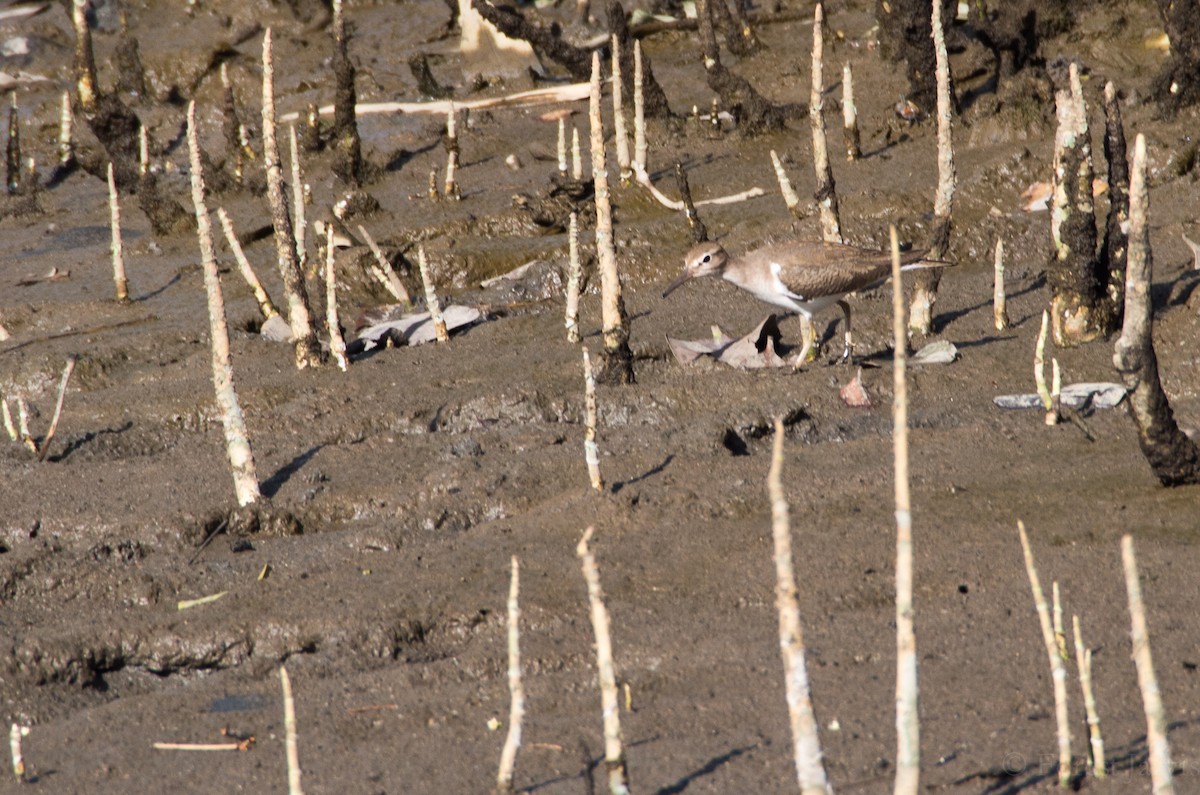 Common Sandpiper - ML43754981