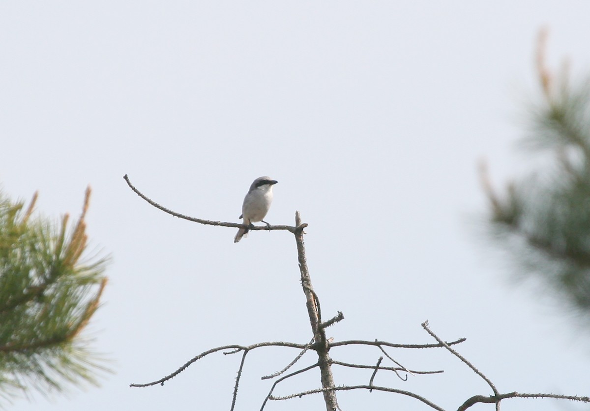 Loggerhead Shrike - ML437549811