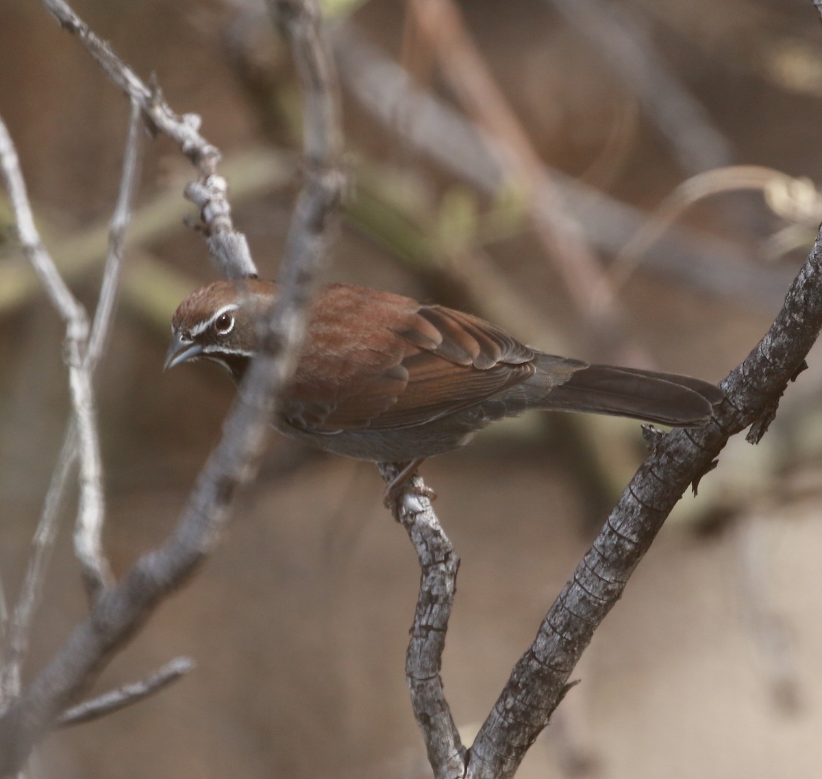 Five-striped Sparrow - ML43755051