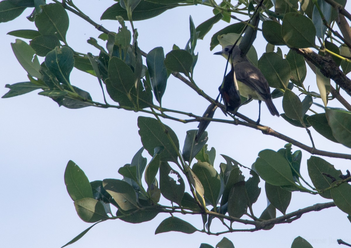 Golden-bellied Gerygone - ML43755161