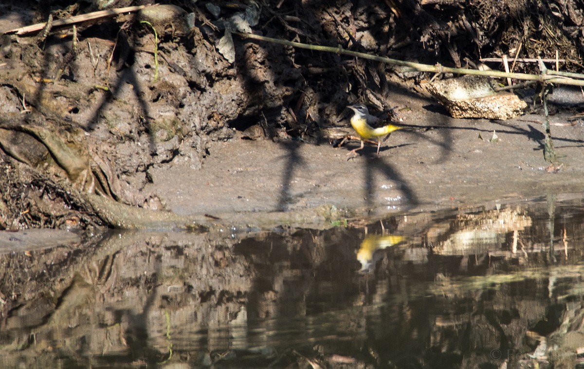 Gray Wagtail - ML43755251