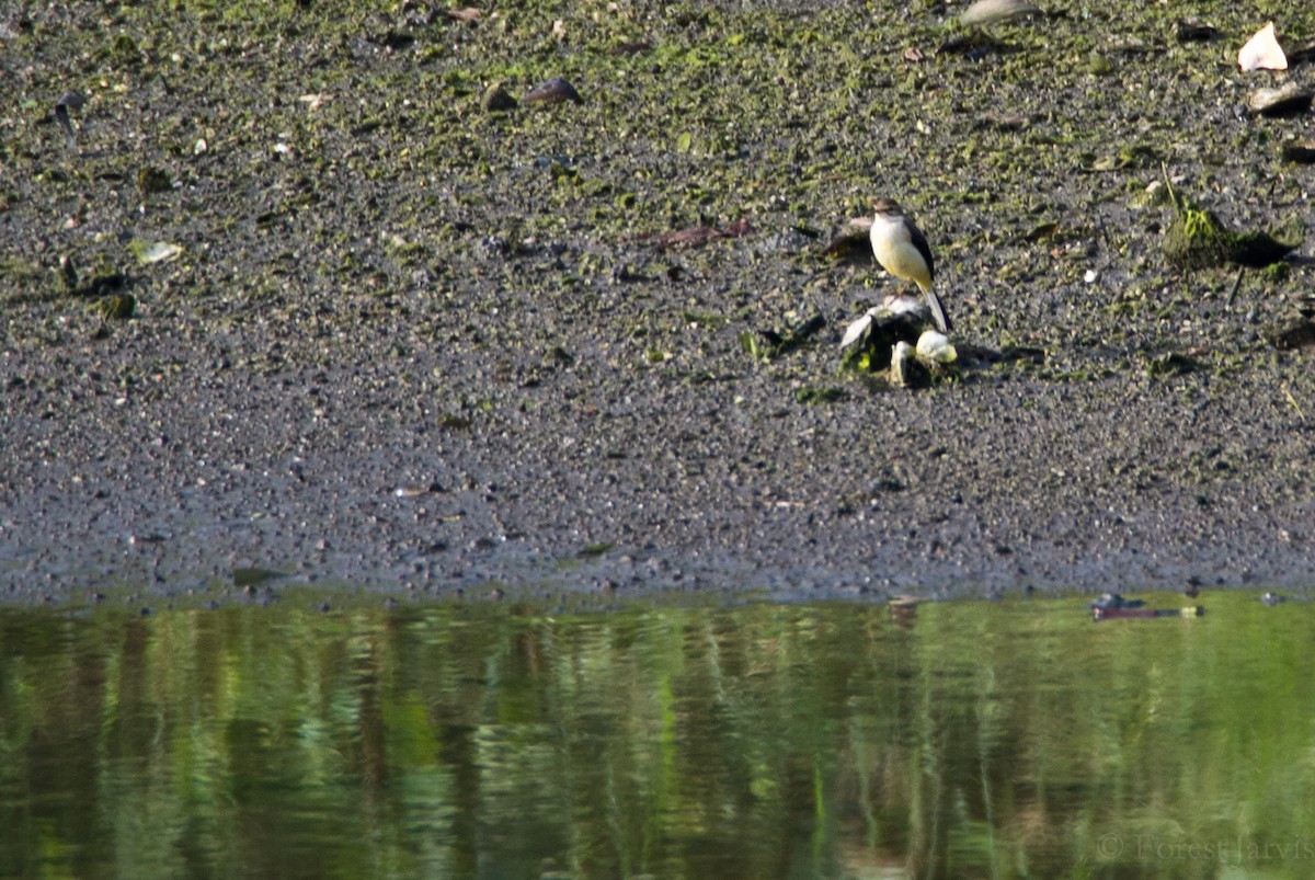 Gray Wagtail - Forest Botial-Jarvis