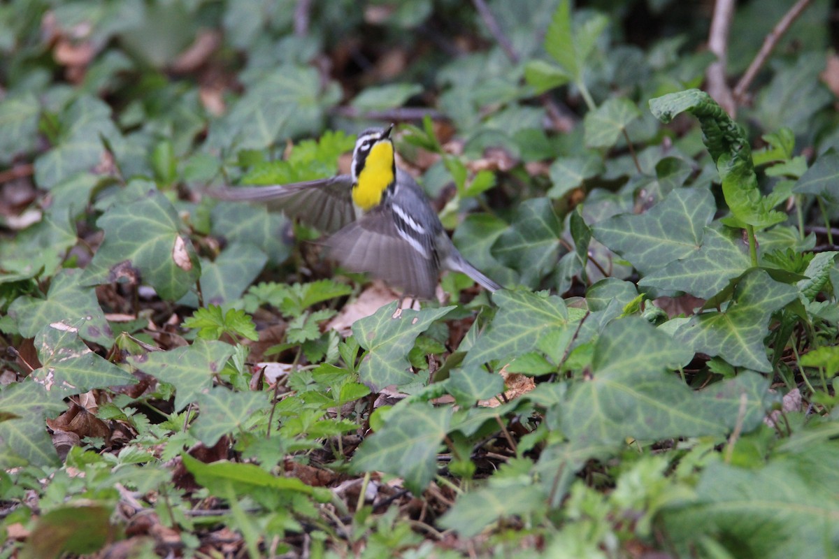 Yellow-throated Warbler - Mark Brompton