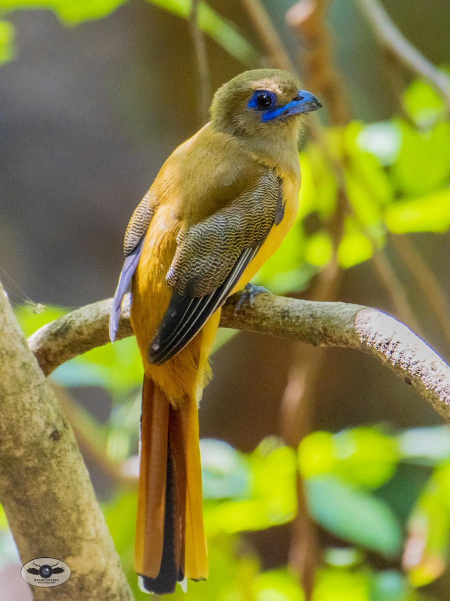 Malabar Trogon - ML437553671