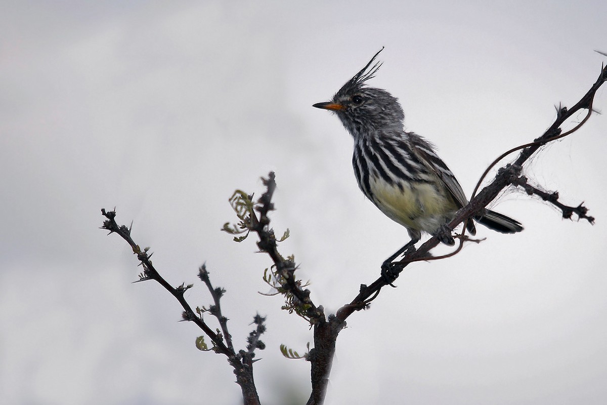 Yellow-billed Tit-Tyrant - ML437554381