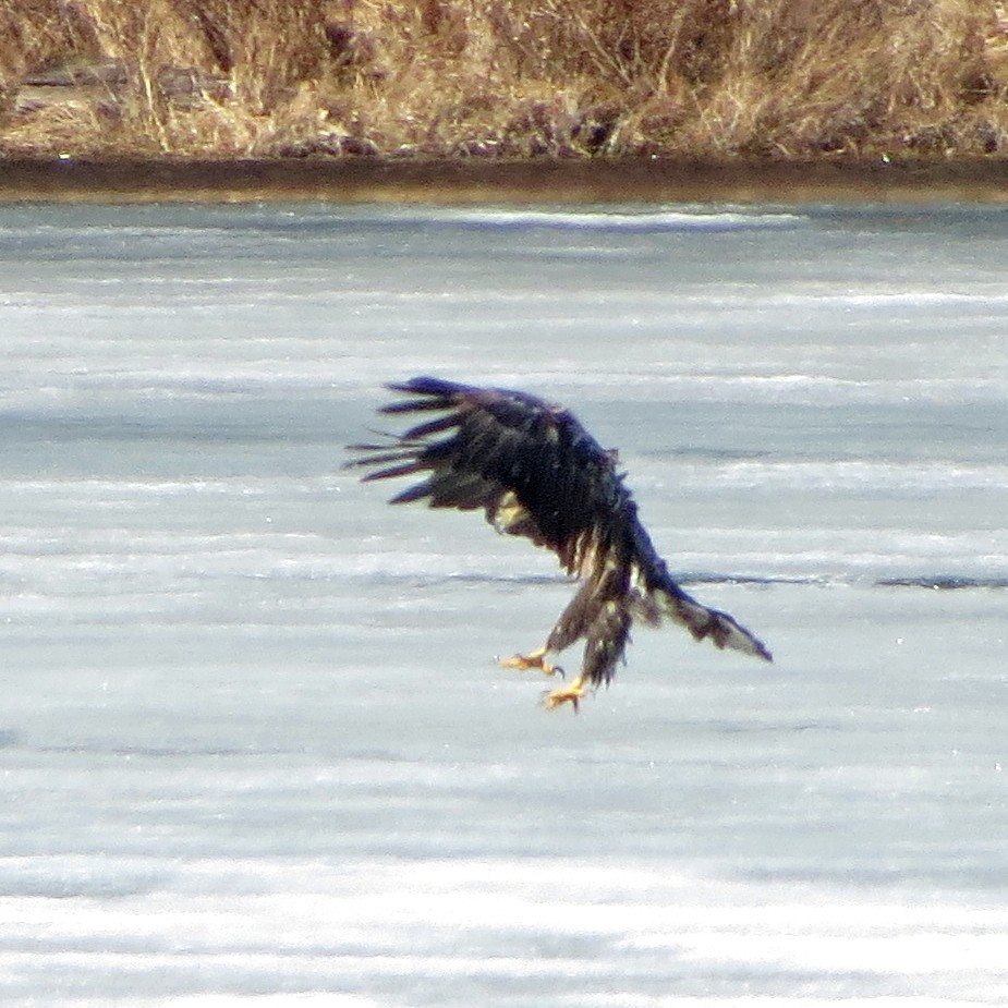 Bald Eagle - Charlotte Bill