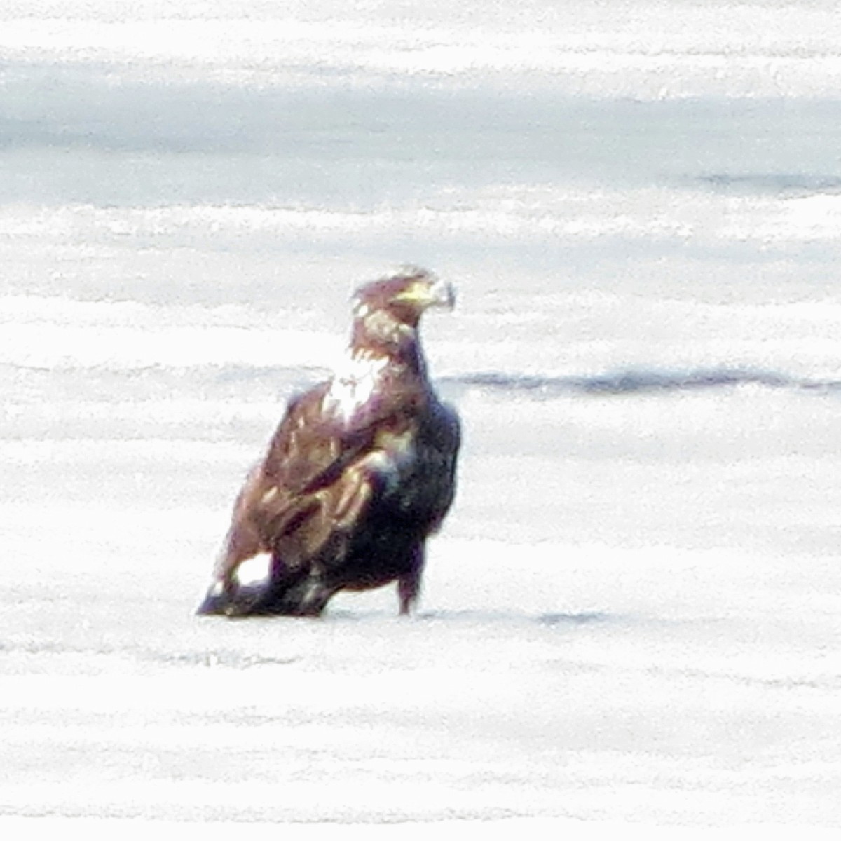 Bald Eagle - Charlotte Bill