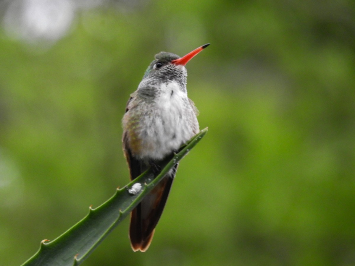 Amazilia Hummingbird - ML437556921