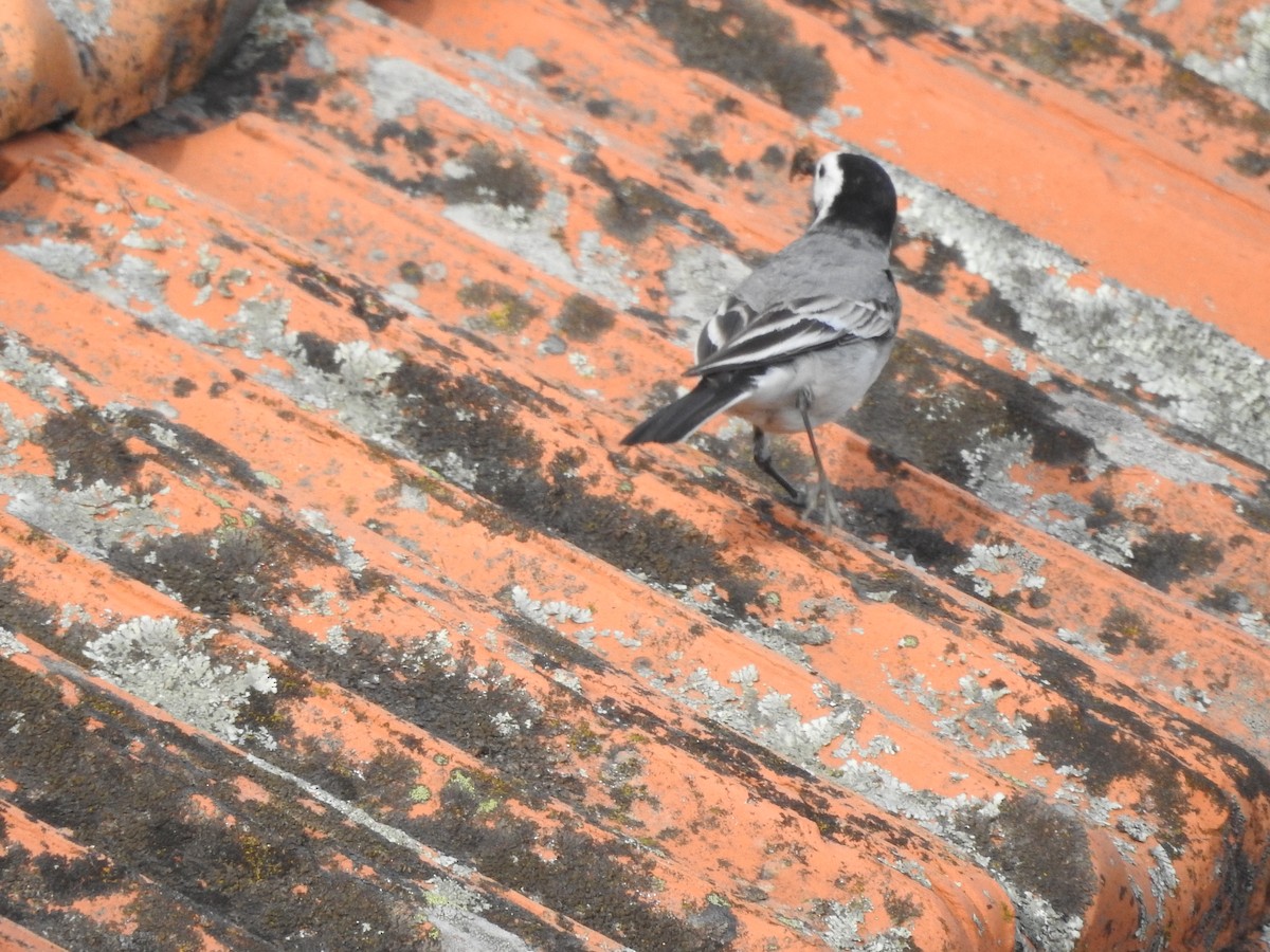 White Wagtail - ML437557121