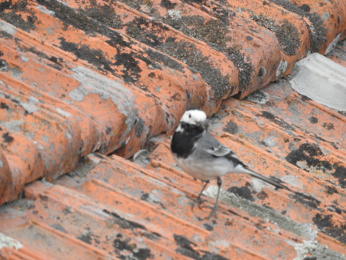 White Wagtail - ML437557131