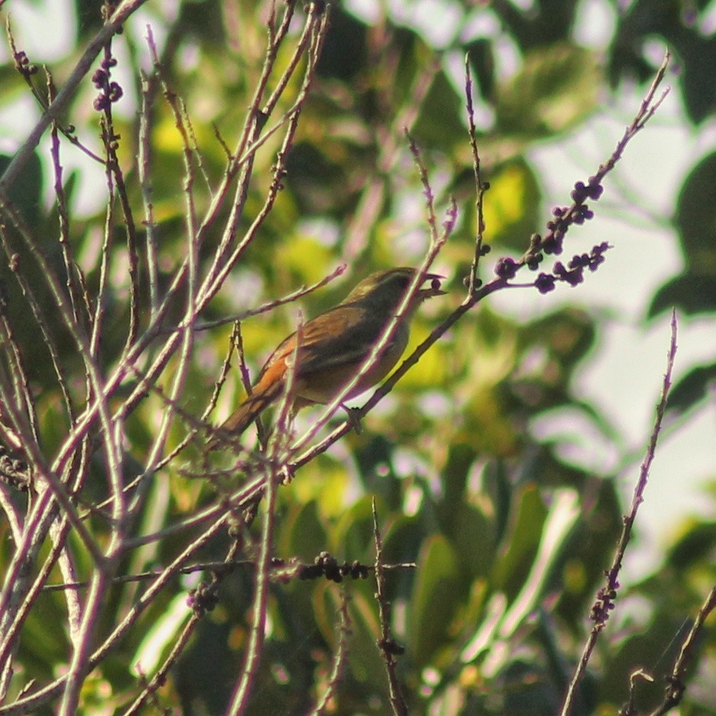 Gray-throated Warbling Finch - Guillermo Andreo