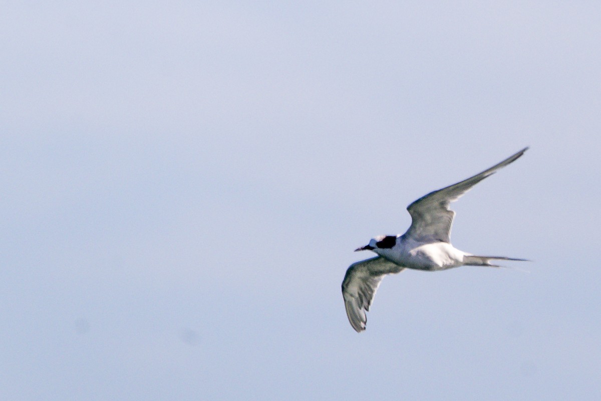 South American Tern - Williams Daniel Nuñez