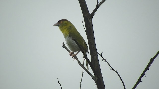 Kızıl Kaşlı Koca Vireo - ML437560141