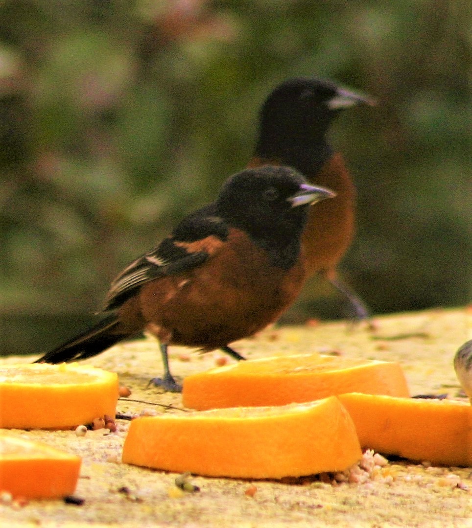 Orchard Oriole - ML43756021