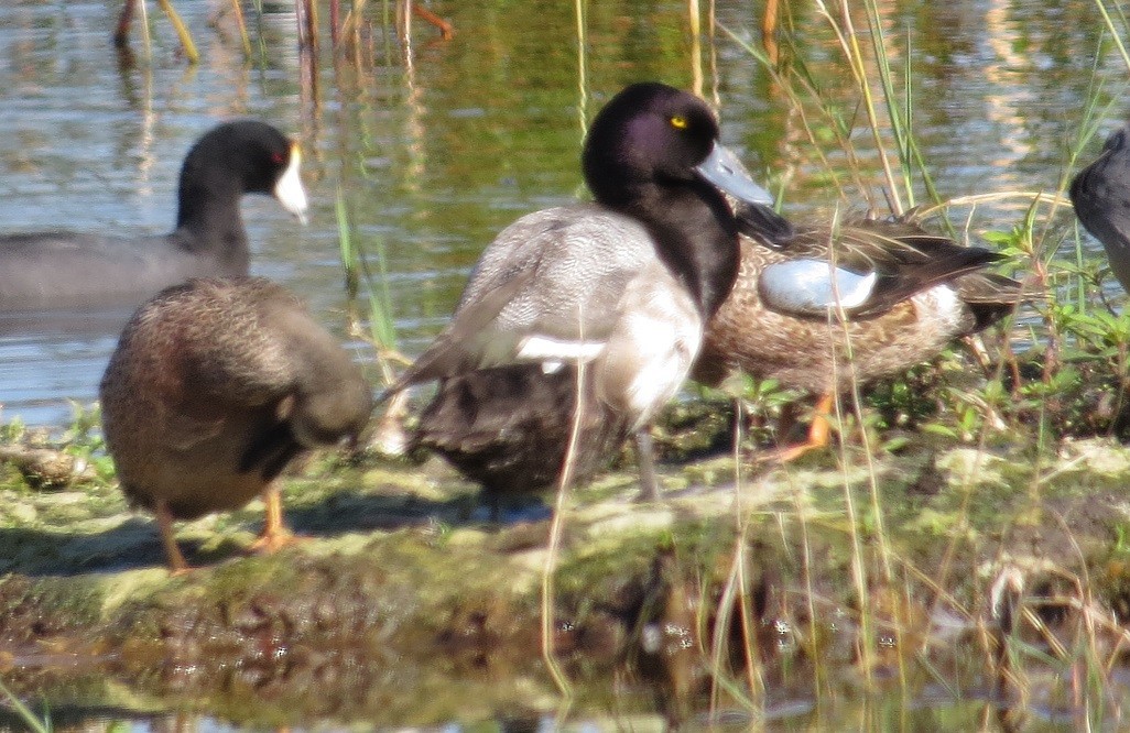 Lesser Scaup - ML43756141