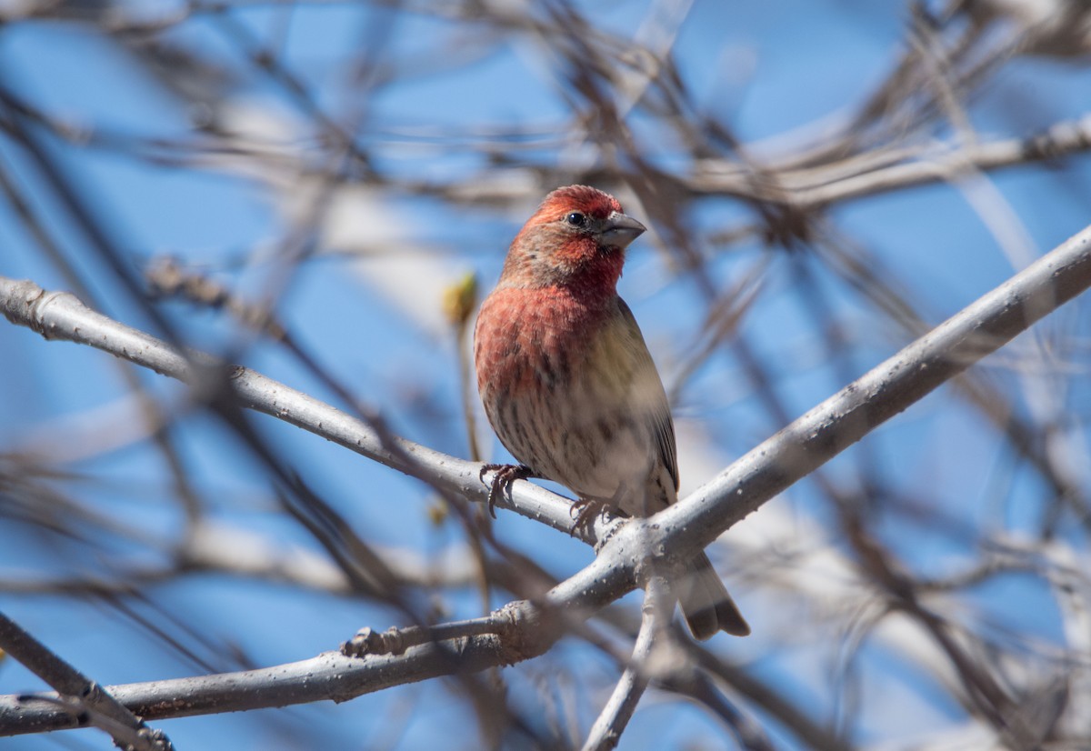 House Finch - ML437561511